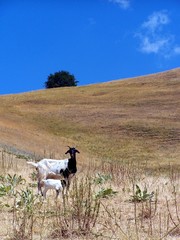 Goat and kid in field