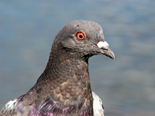 Pigeon