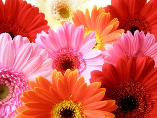 Keuken foto achterwand Gerbera kleurrijke gerbera bloemblaadjes