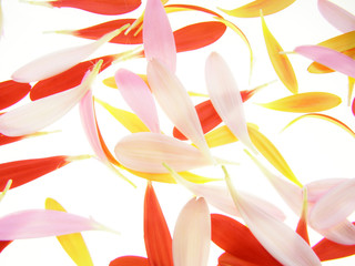 colorful gerbera petals © Anette Linnea Rasmus
