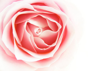 pink rose