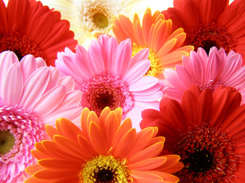 Fototapeta colorful gerbera petals