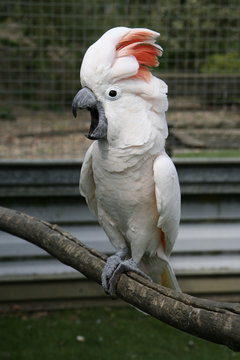 Squarking Parrot