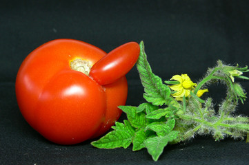 Abstrakte Tomate auf schwarzem Hintergrund