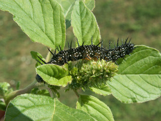 Caterpillar