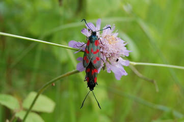 Reproduction papilllon