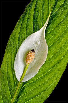 Peace Lilly
