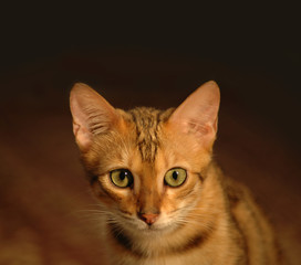 Portrait of brown bengal cat