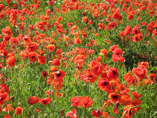 Fototapeta premium Red poppies