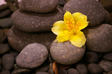 Fototapeta na wymiar Yellow Flower in rocks