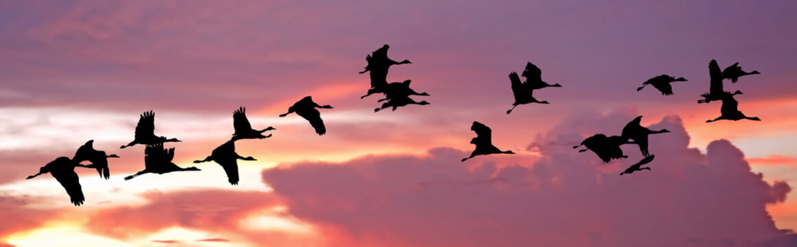 India, Flock of cranes at sunset 