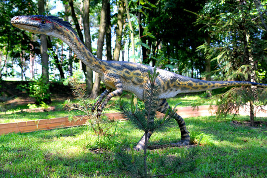 Dinosaur Coelophysis bauri, Coelophys,  dinosaurs series