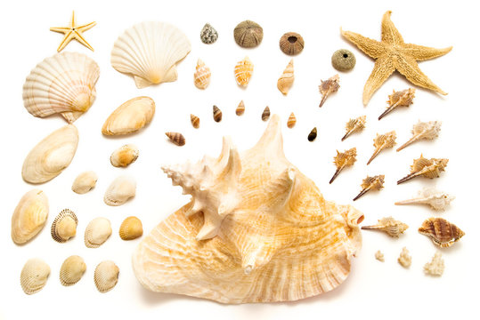 Shells arrangement