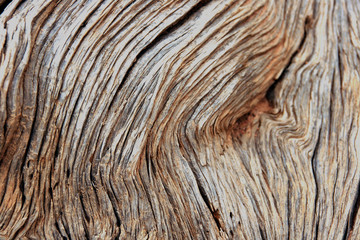 Tree veins