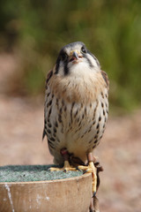 Kestrel