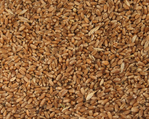 grain