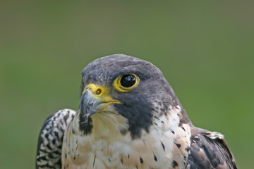 Perigren Falcon