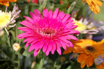 pink daisy with water droplets
