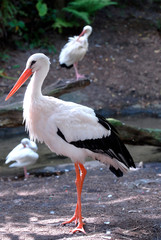 White stork