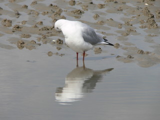 Möwe