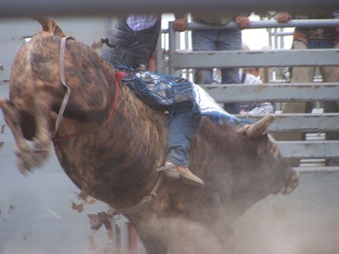 Action bull ring at the rodeo