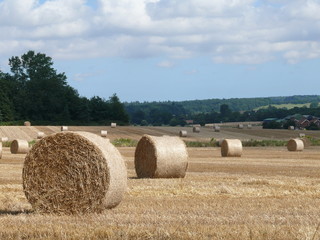 Cornfield after harvesting