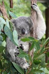 Crédence de cuisine en verre imprimé Koala koala endormi