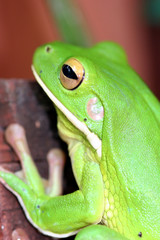 green tree frog 