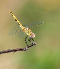 Dragonfly