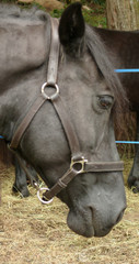 cheval merens