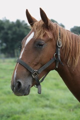 Obraz premium cheval portrait