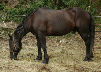 cheval merens