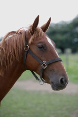 Fototapeta premium jeune étalon tête
