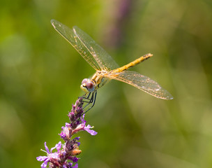 Dragonfly