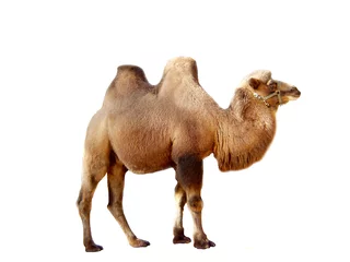 Foto auf Acrylglas Kamel Kamele