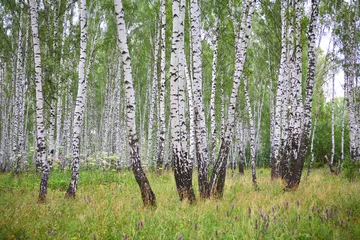 Tuinposter Zomer berkenhout © Vladimir Melnik