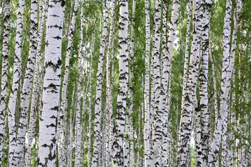 Fotobehang Zomer berkenhout © Vladimir Melnik