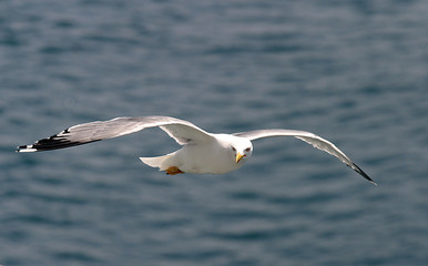 seagle