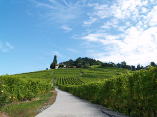colline , azur et vignoble