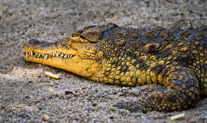 Naklejka premium Crocodile