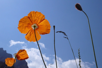 Obraz premium Alpine poppies against blue sky