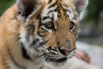 Baby tiger