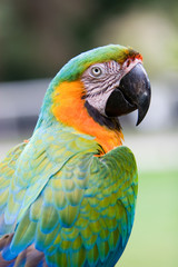 Parrot