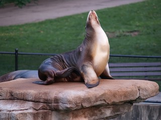 Seal At the Zoo