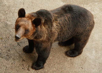 Brown bear