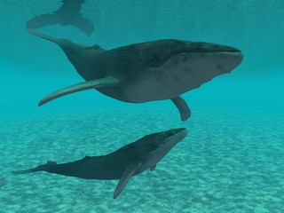 Obraz premium Baleines