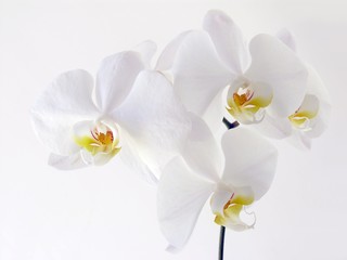Obraz na płótnie Canvas white orchid flowers