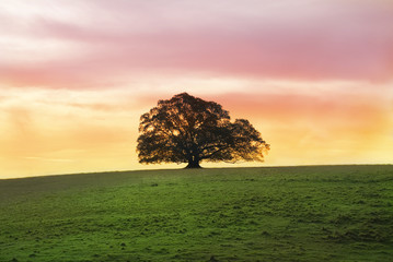 Single Fig Tree Alone in a Field