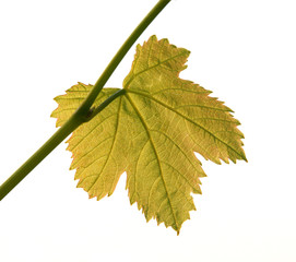 Backlit Vine Leaf