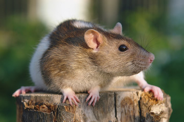 Mouse on the stub - 4101533